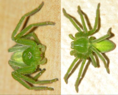 Micrommata virescens